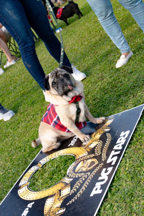 Foto do Pugnic 2026